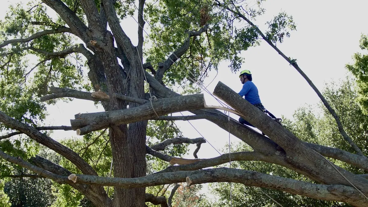 Professional Crown Thinning performed by certified arborists in Atlantic Mine