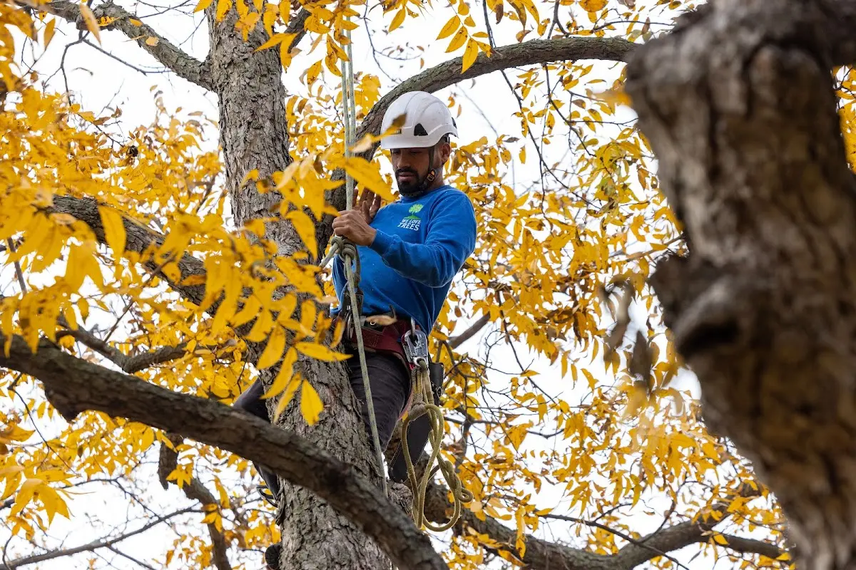 Skilled Tree Pruning crew working in Atlantic Mine